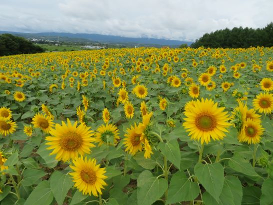 8/8 ひまわり開花状況 - 花日記|北海道立サンピラーパーク(北海道 8/8 ひまわり開花状況 - 花日記|北海道立サンピラーパーク(北海道